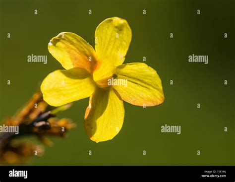Winter jasmine hi-res stock photography and images - Alamy