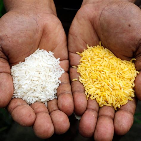 India is exporting strictly Non GMO rice to World - Nation Now