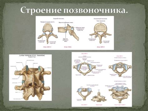 Остеохондроз. Строение позвоночника - презентация онлайн