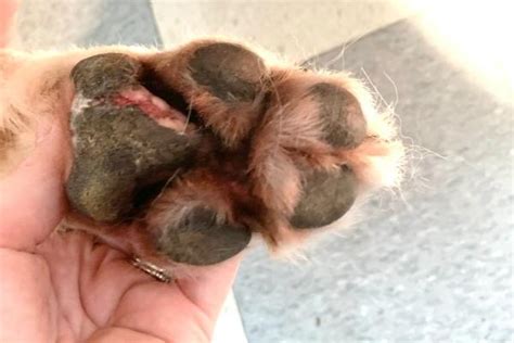 how to cure yeast infection in dogs paws