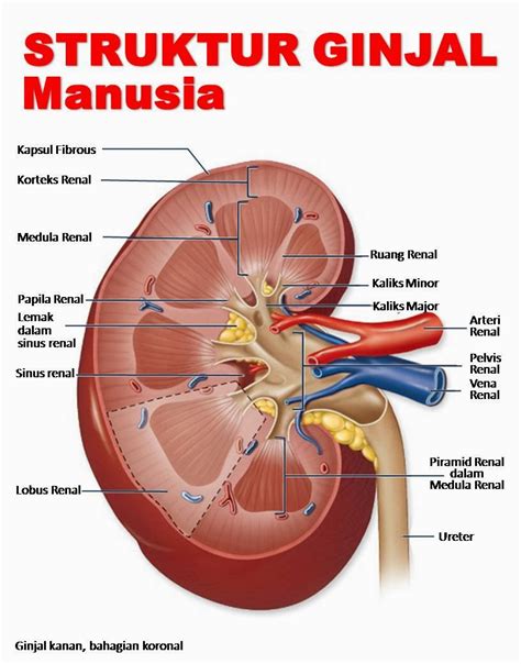 Struktur Ginjal Manusia | Vivi Blog