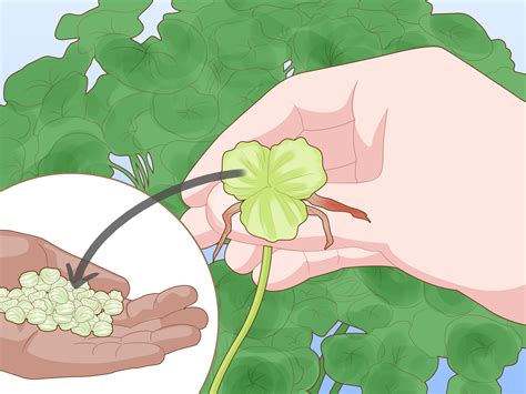 Easy Ways to Grow Nasturtium Indoors (with Pictures) - wikiHow
