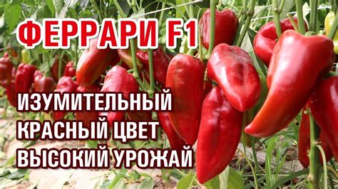 Высокоурожайный перец ФЕРРАРИ F1 - YouTube