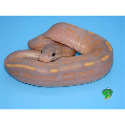 Banana Cinnamon Ball Python