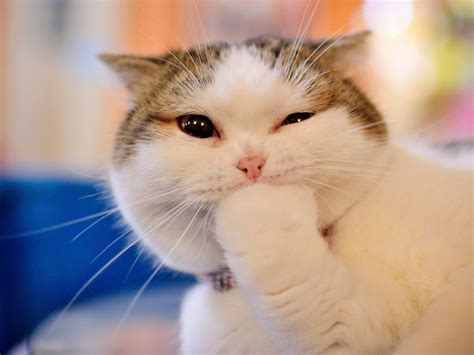 Funniest Cat Pictures Ever