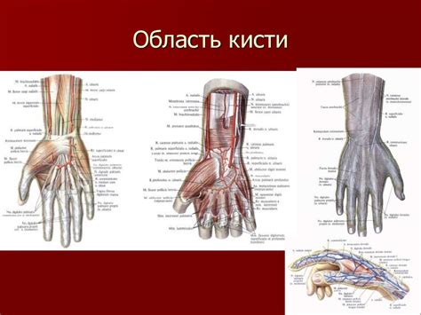 Топографическая анатомия в области предплечья и кисти. (Занятие 3 ...