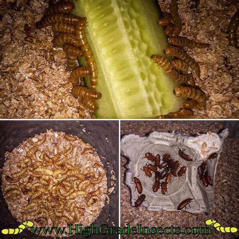 Breeding Mealworm Life Cycle at Ronald Hollon blog