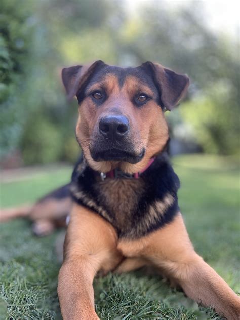 german shepherd mixed with pitbull 11