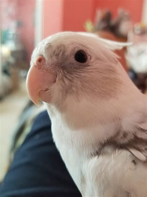 loki | Wiki | Birds Amino Amino
