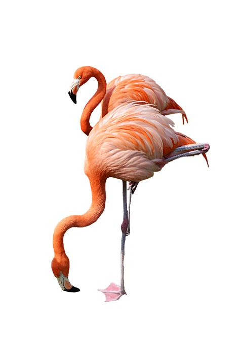 Фламинго PNG