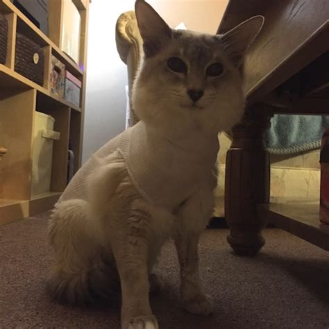 Maya the cat • a case of the Crafties