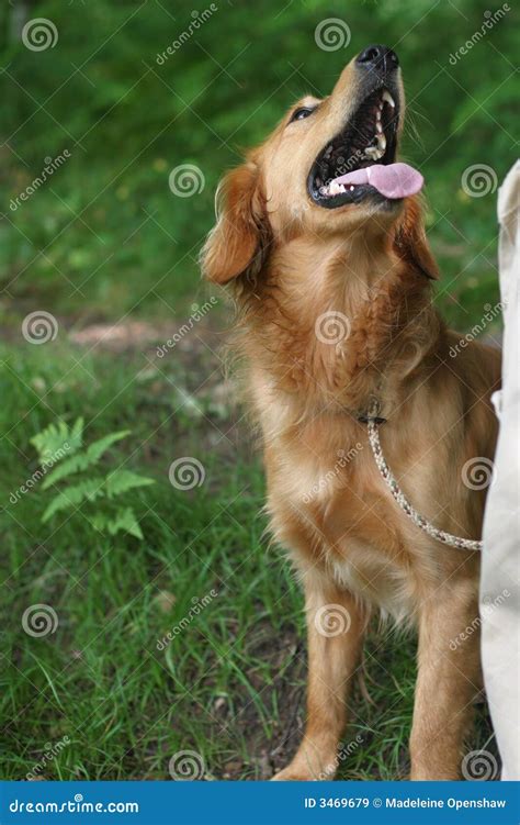 dog obedience stock image image  held method obedient