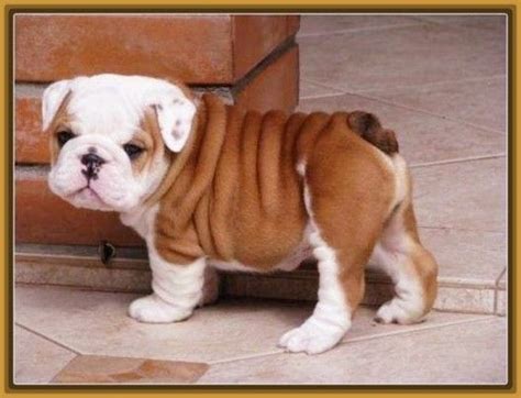 Resultado de imagen para perros bonitos chiquitos | Cute animals, Cute ...