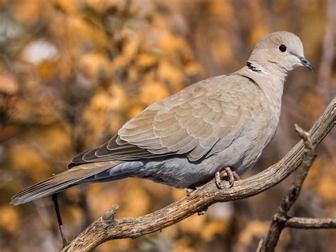 Ringed Turtle Dove Vs Eurasian Collared Dove