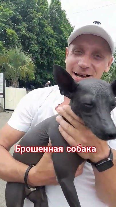 Сочинский Лёха #собака #лысаясобака #собаки #жемчужина # ...