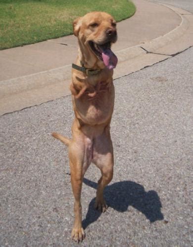 Council of Disabled Animal Friends: 8 Disabled Animals That Triumphed ...