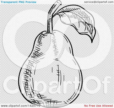 Clipart of a Black and White Sketched Pear - Royalty Free Vector Illustration by Vector ...