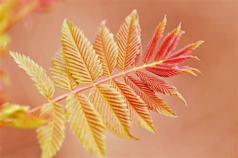 Twig Leaf Foliage - Free photo on Pixabay - Pixabay