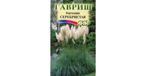 Кортадерия (Пампасная трава) серебристая купить с доставкой в магазине ...