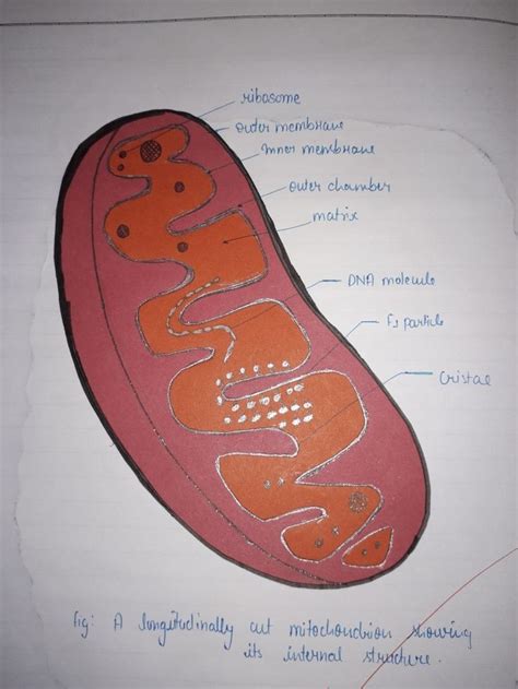 a diagram of the structure of an animal's cell, with labels on it