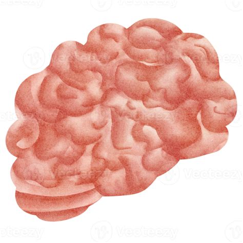brain clip art 7