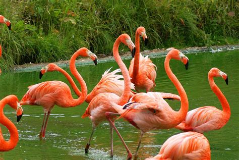 Flamingo | Bird Basic Facts & Beautiful Pictures | Beauty Of Bird