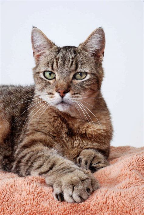 The 10 Best Types of CatRosa Dei Venti Cattery