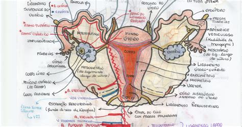 Fundo Do Útero - Rabiscos Infundados: Anatomia do Útero, Tubas Uterinas e Ovários