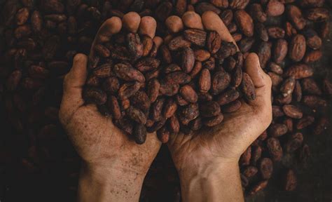 companies   good hotel chocolat wealthifycom