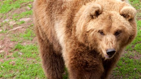 Wildpark Tripsdrill: Bär tötet Polarwolf bei Fütterung vor Zuschauern