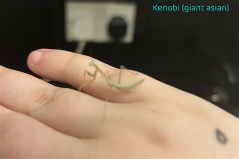 My new bubbas 🥺💕 : r/mantids