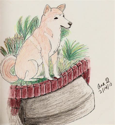 Hachiko by Alotika on DeviantArt
