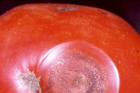 Tomato anthracnose: When those prized, ripe tomatoes go bad - MSU Extension