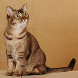 Абиссинская кошка 🐱: содержание дома, фото, купить, видео, цена