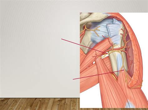 Презентация на тему: Плечевое сплетение (plexus brachialis)