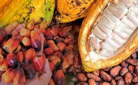 agricomid dashboard komoditas sebagai alat  melacak jejak komoditas