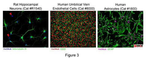 quality microscopy pictures sciencell research laboratories