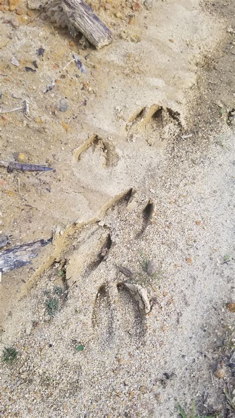 Whitetail deer in central Georgia, USA. : r/AnimalTracking