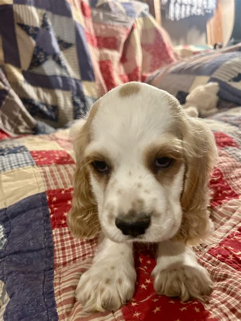Waylon - Cocker Spaniel Puppy for Sale in Indian Mound, TN | Lancaster Puppies