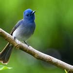 Черноголовый монарх / Hypothymis azurea птица фото голос