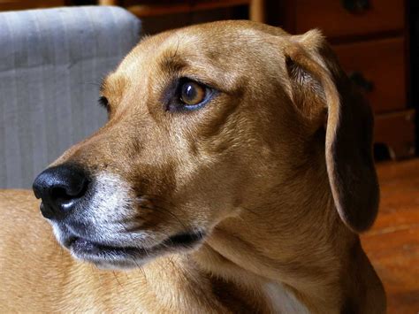 beagle mix puppies
