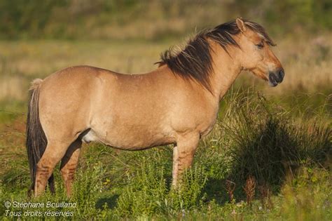 Henson horse - Alchetron, The Free Social Encyclopedia