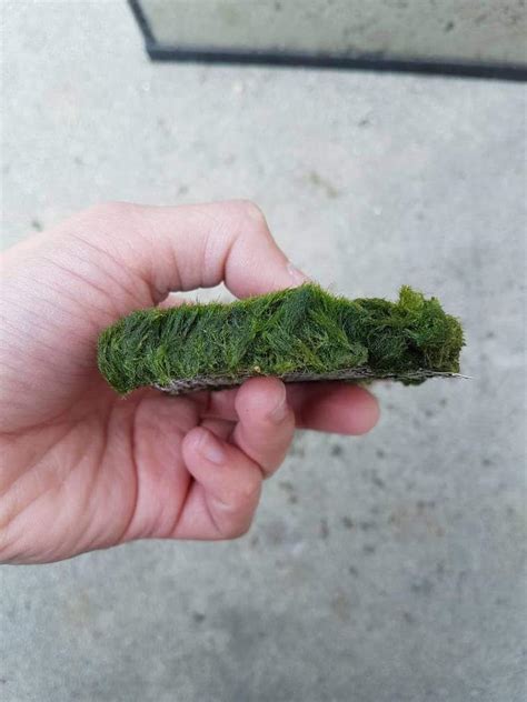 Marimo Moss Carpet on Mesh for Aquarium Planted Tank Fish | Etsy