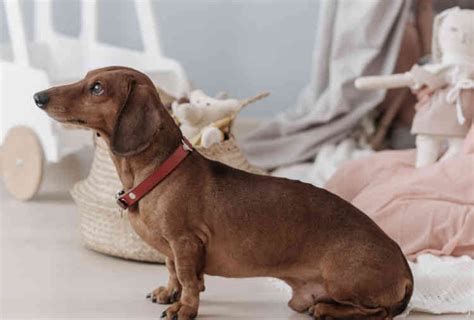 Top 5 Durable Braided Leather Dog Collars - Club Wags