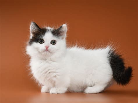 Kucing Munchkin: Jenis, Ciri Karakteristik, Harga dan Cara Merawatnya ...