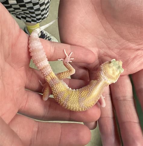 is it normal gecko making noise without vet 6