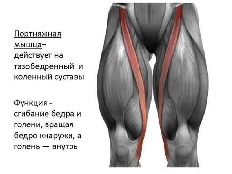 Анатомия человека Анатомия наука