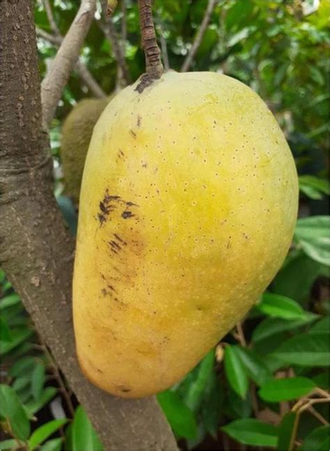 pohon mangga tinggi  meter  kombinasi  jenis  lebat kota madiun