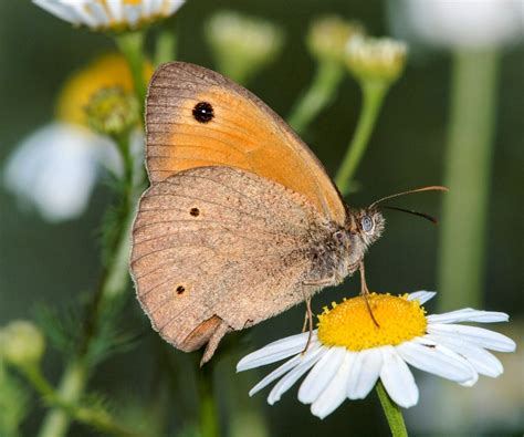 Male Meadow Brown Butterfly