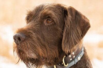 Pudelpointer Pictures - American Kennel Club